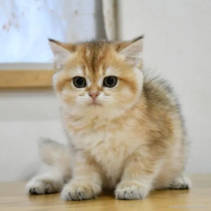 ID:2210-01361の子猫