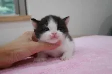 ブリティッシュショートヘア【愛知県・男の子・2017年7月2日・ブラック&ホワイト】の写真2