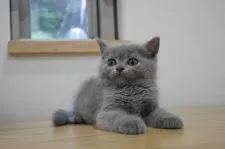 ブリティッシュショートヘア【愛知県・男の子・2018年7月25日・ブルー】の写真2「まん丸お顔のイケメン君♪」