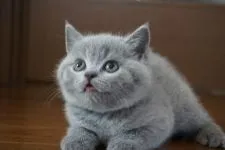 ブリティッシュショートヘア【愛知県・男の子・2016年1月8日・ブルー】の写真2「まん丸お顔のイケメン君♪」