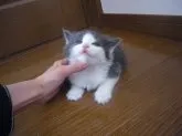 ノルウェージャンフォレストキャット【愛知県・男の子・2014年1月22日・ブルー&ホワイト】の写真3