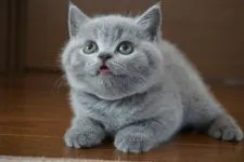 ブリティッシュショートヘア【愛知県・男の子・2016年1月8日・ブルー】の写真3