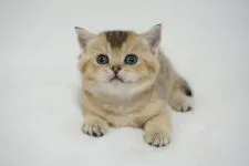 ブリティッシュショートヘア【愛知県・女の子・2020年1月22日・ゴールド (ブラックゴールデンシェーデッド)】の写真3