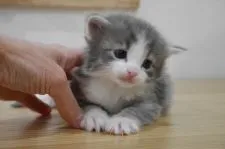 ノルウェージャンフォレストキャット【愛知県・男の子・2018年1月31日・ブルータビー&ホワイト】の写真3