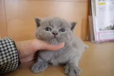 ブリティッシュショートヘア【愛知県・男の子・2015年3月6日・ブルー】の写真3「とってもきれいなブルーカラー♪」