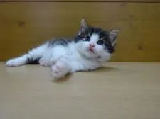 ノルウェージャンフォレストキャット【愛知県・男の子・2015年4月20日・ブラウンマッカレルタビー&ホワイト】の写真4