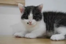 ブリティッシュショートヘア【愛知県・男の子・2018年2月17日・ブラック&ホワイト】の写真4