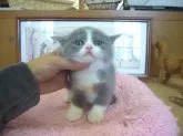 ブリティッシュショートヘア【愛知県・女の子・2013年3月20日・ブルー&ホワイト】の写真4「パパはICCチャンピオン」