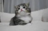 ノルウェージャンフォレストキャット【愛知県・女の子・2014年5月26日・ブラウンマッカレルタビー&ホワイト】の写真5
