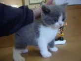 ブリティッシュショートヘア【愛知県・男の子・2013年10月30日・ブルー&ホワイト】の写真5