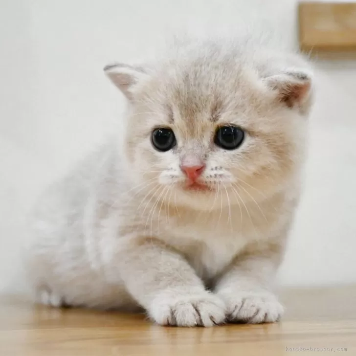 S.S 様のお迎えした子猫