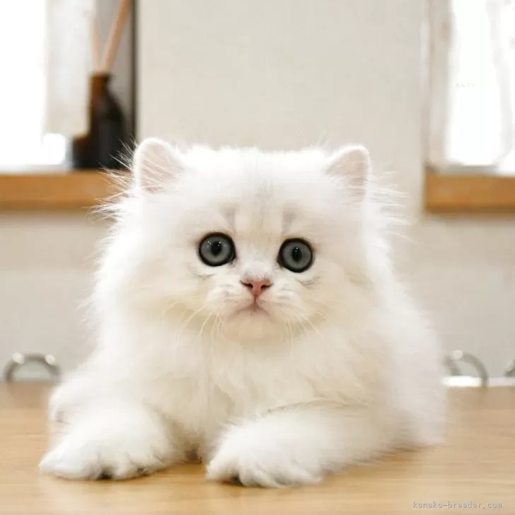 ID：2506-01037の子猫