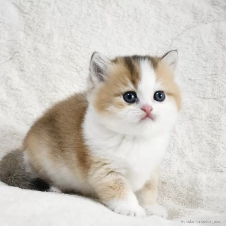 ブリティッシュショートヘア【愛知県・女の子・2026年2月1日・ゴールデン&amp;ホワイト】の写真1