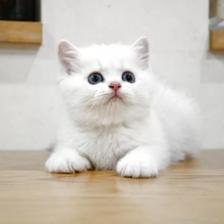 ID：2506-01034の子猫