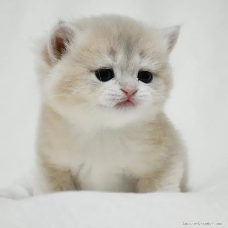ID:2503-01607の子猫