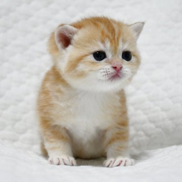 ブリティッシュショートヘア【愛知県・女の子・2025年10月25日・ゴールデン (チンチラ)】の写真「まん丸お顔の美人さん♪人気のゴールドカラー♪」