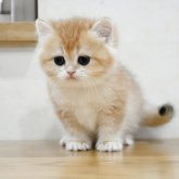 ブリティッシュショートヘア