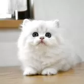 ブリティッシュロングヘア
