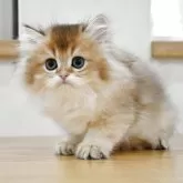 ブリティッシュロングヘア