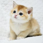 ブリティッシュショートヘア