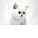 ブリティッシュショートヘア