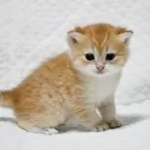 ブリティッシュショートヘア