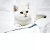 ブリティッシュショートヘア