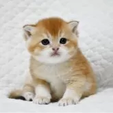 ブリティッシュショートヘア【愛知県・男の子・2025年10月25日・ゴールデン (ブラックゴールデンシェーデッド⁠)】の写真4