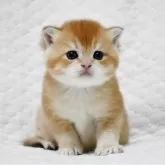 ブリティッシュショートヘア【愛知県・男の子・2025年10月25日・ゴールデン (ブラックゴールデンシェーデッド⁠)】の写真5