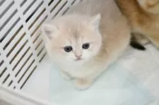 ブリティッシュショートヘア【愛知県・男の子・2025年2月12日・ゴールデン (ブルーゴールデンチンチラ)】の写真2