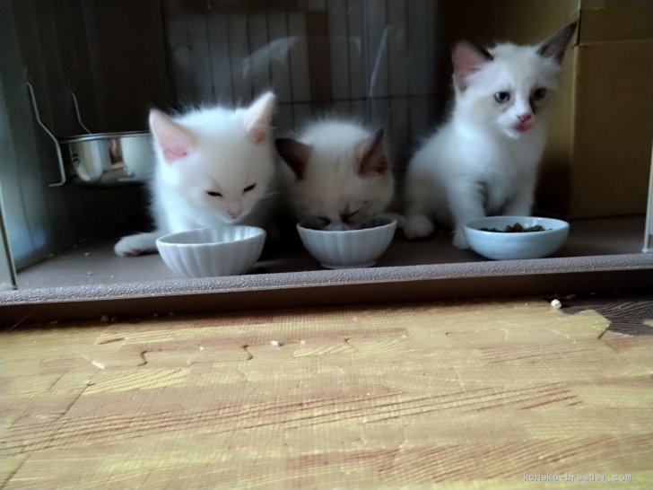 青柳美喜子ブリーダーのブログ：揃ってご飯!