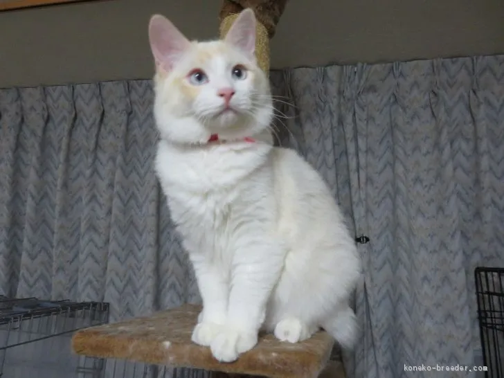ID:1906-00820の子猫