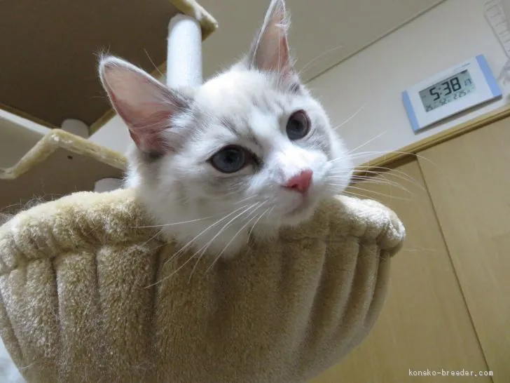 ID:1910-00932の子猫