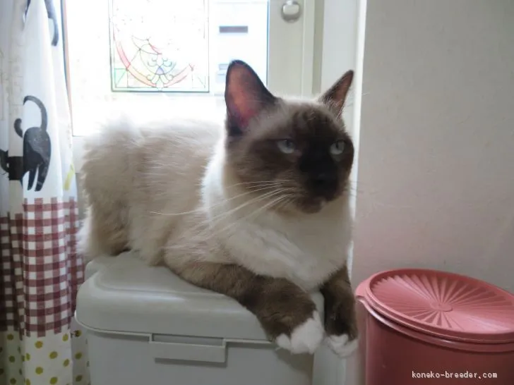 ID：1905-00347の子猫