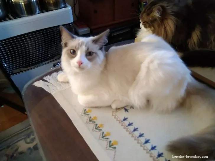 ID：1910-00933の子猫