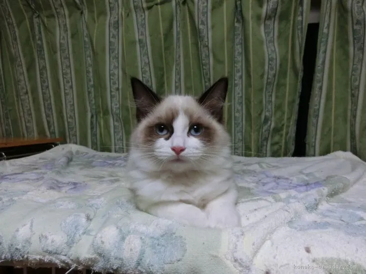 ID:1611-00091の子猫