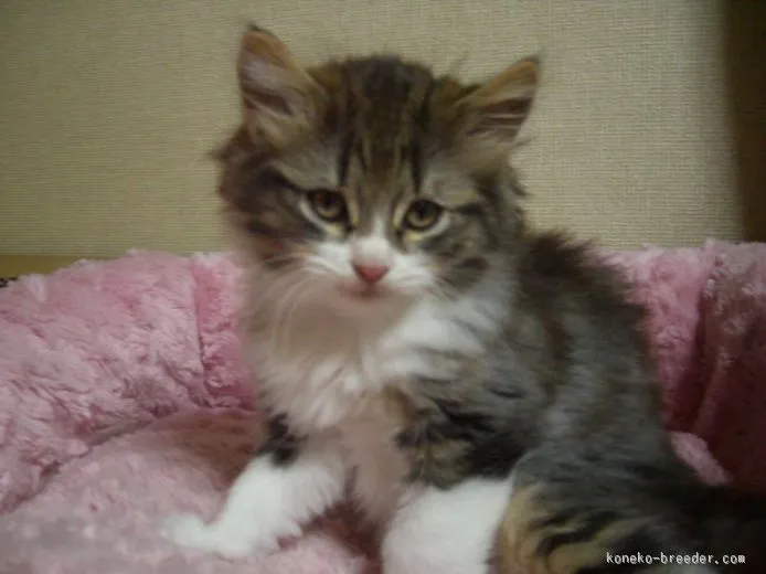 穂高 様のお迎えした子猫