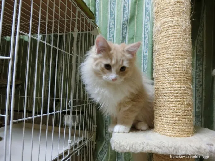 ID：1508-00336の子猫