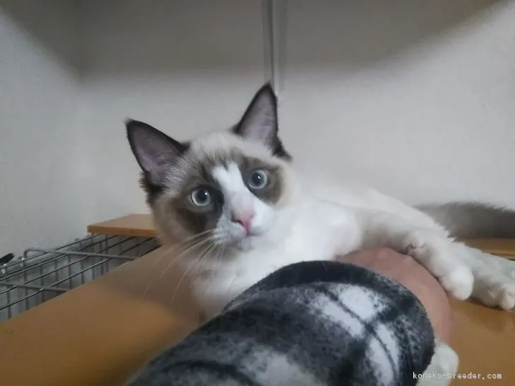 海実。 様のお迎えした子猫