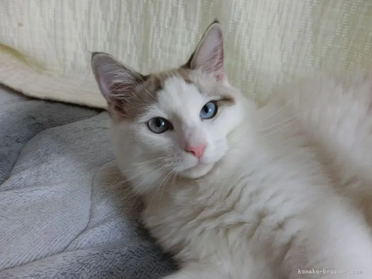 ID:1706-01010の子猫