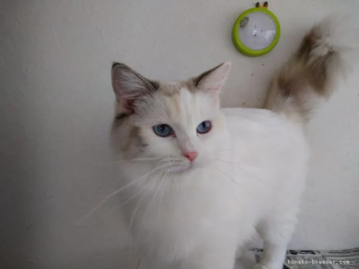 ID：2105-01462の子猫