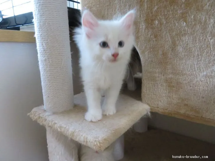 ID：2008-00034の子猫