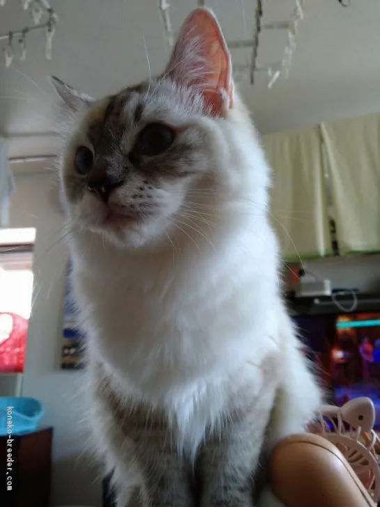 ID：2006-01876の子猫