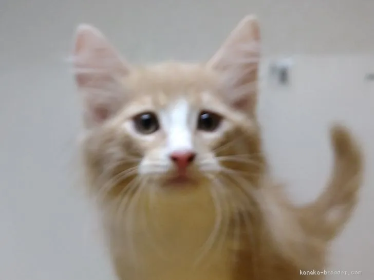 ID:2005-01416の子猫