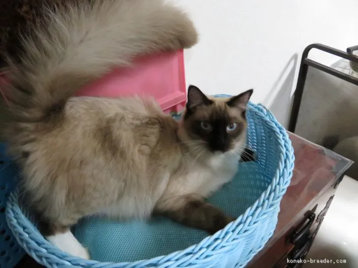 ID:1905-00348の子猫