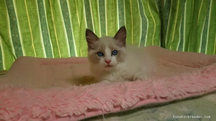 ID:1705-00377の子猫