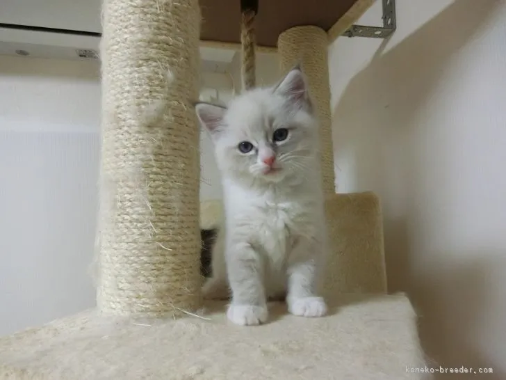 ID:1806-01150の子猫