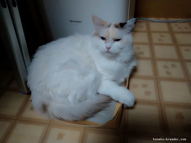 ID：2105-01463の子猫