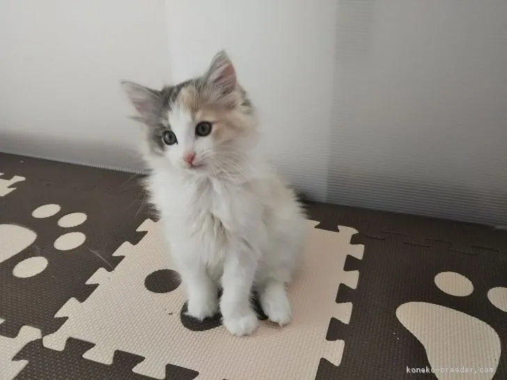 ID：1804-00793の子猫