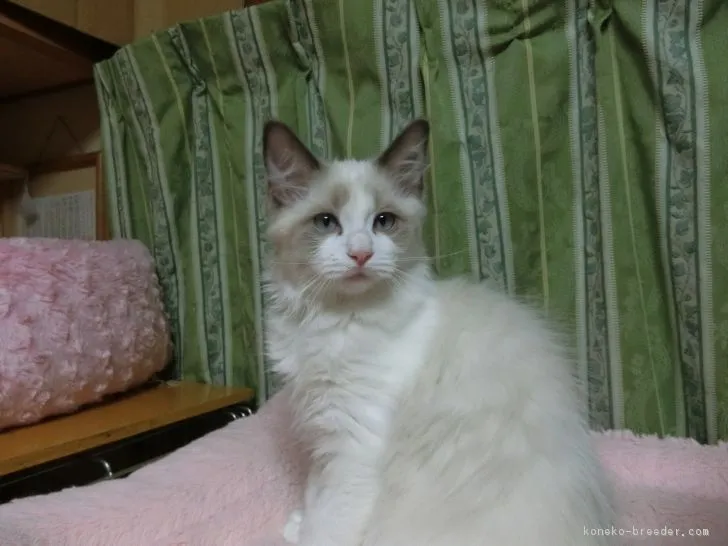 ID:1611-00094の子猫